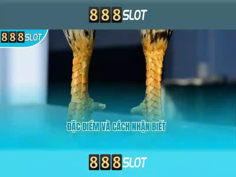 Trò chơi đánh bạc trực tuyến